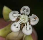 Poke milkweed